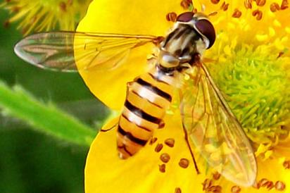 大蜂場(chǎng)怎么組織蜂王交尾（如何組建交尾群）