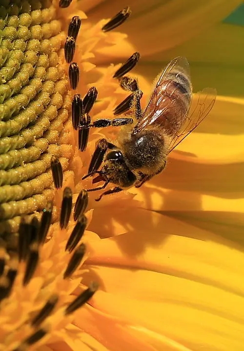 新買回來(lái)蜂蜜沒(méi)有子脾的幾天才穩(wěn)定下來(lái)去采花粉
