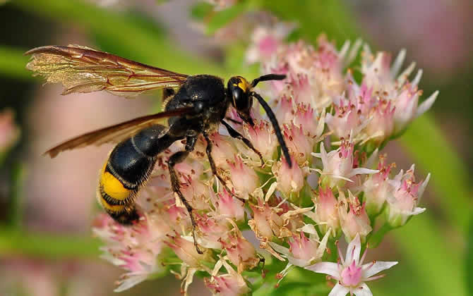 馬蜂雄蜂會蟄人嗎？