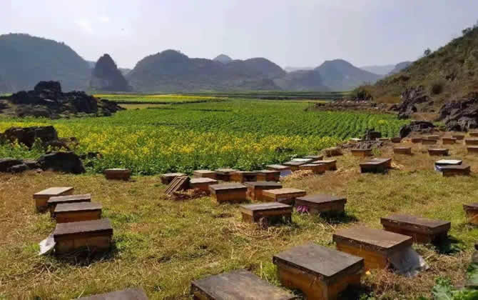 在農(nóng)村養(yǎng)蜂有補貼嗎？