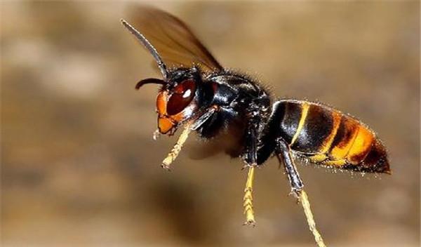 牛角蜂最怕什么（牛角蜂怎么安全驅(qū)趕）