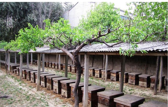 【蜜蜂養殖】如何養蜂才能賺錢？有什么秘訣嗎？養蜂賺錢的必備條件！