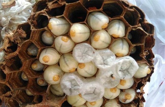 胡蜂養(yǎng)殖市場分析（學(xué)點皮毛輕松掌握胡蜂養(yǎng)殖技術(shù)）