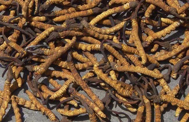 一斤蟲草大約多少元（冬蟲夏草的市場(chǎng)價(jià)格）